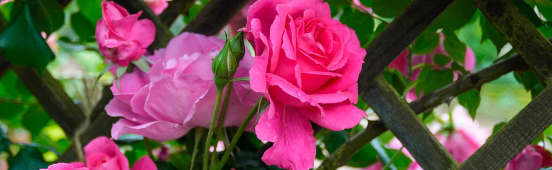 Frescura y Suavidad: Agua de Rosas para tu Piel